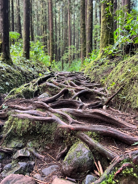 chemin de randonnée à l'Île de la réunion. Bien préparer sa randonnée pour la savourer. 