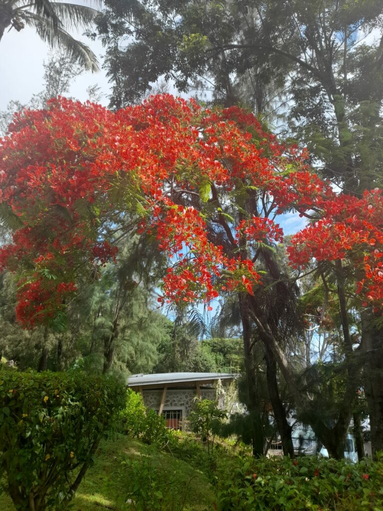 Les flamboyants prennent leur magnifiques couleurs rouge feux dès le début du mois de décembre à la Réunion. 